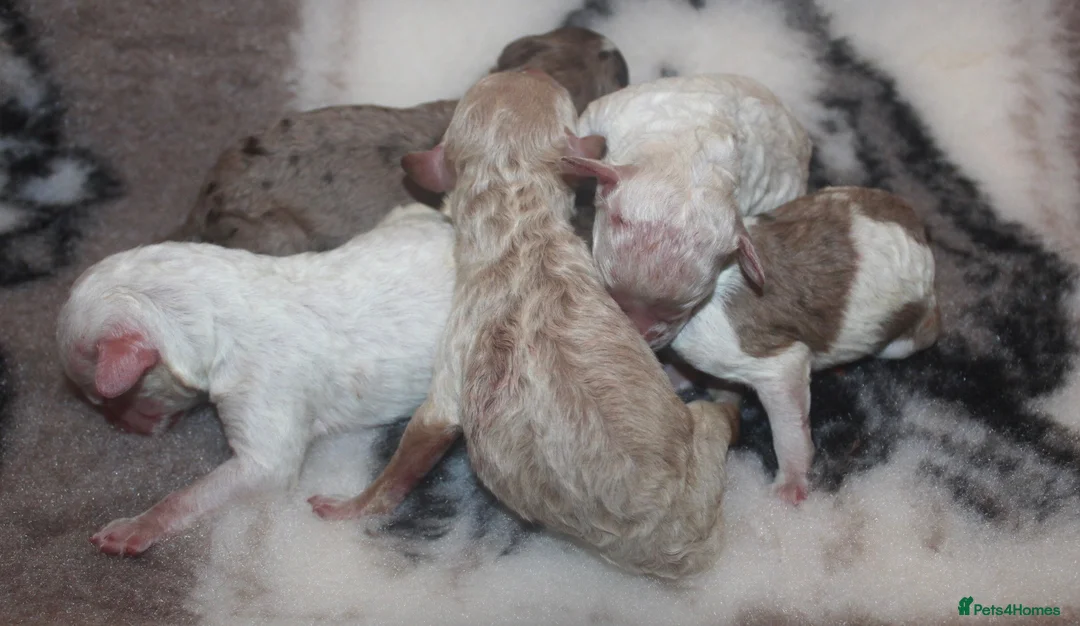 Cockapoo dogs for sale: Child friendly cockapoo puppies ready March - Advert 8