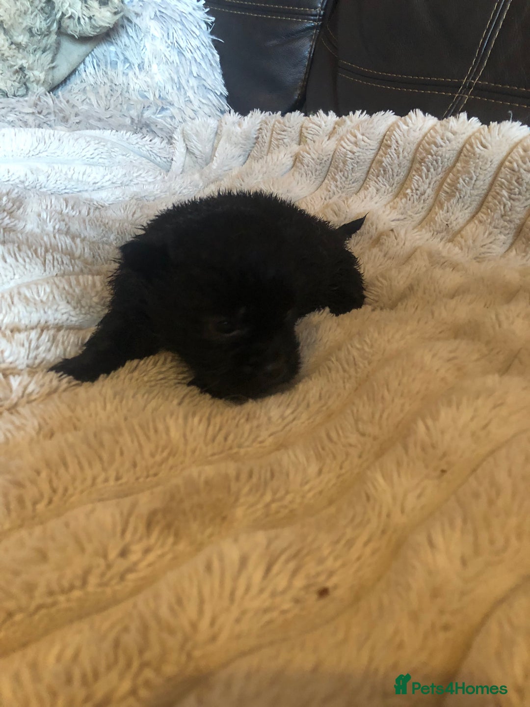 Shih Tzu dogs for sale: 6 Shih tzu puppies boys and girls avalible  - Advert 8