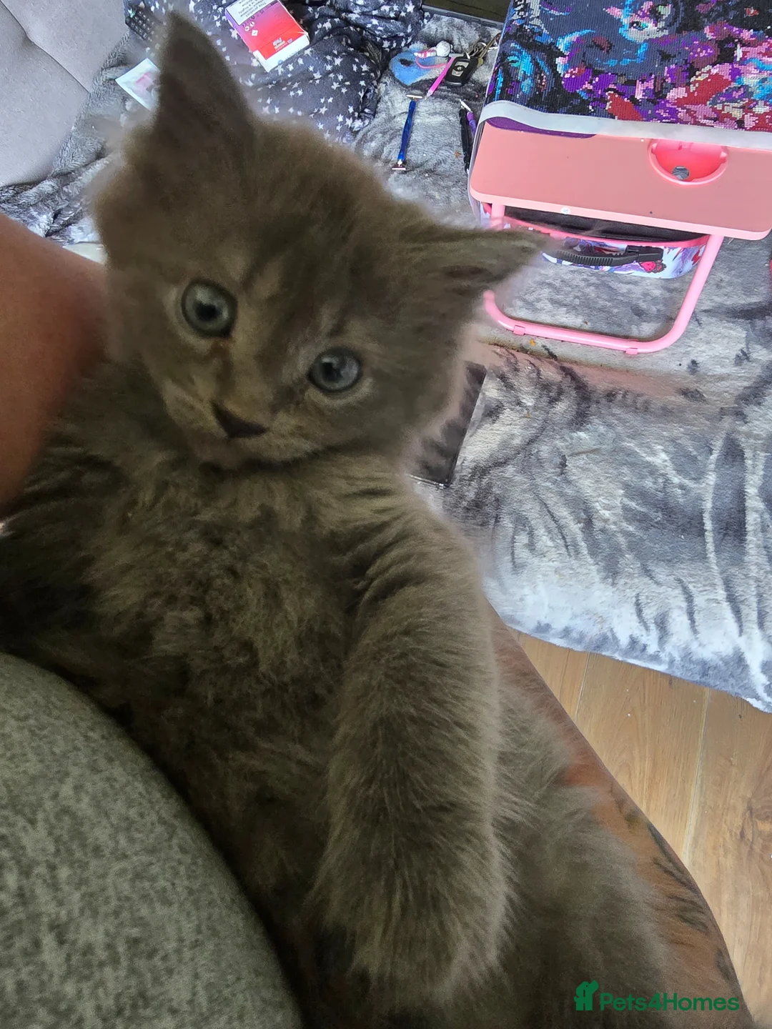 Persian cats for sale: 3 beautiful kittens ready now  - Advert 34