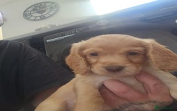 Cocker Spaniel dogs for sale: 3 kc reg working cocker spaniels avaliable  - Image 19