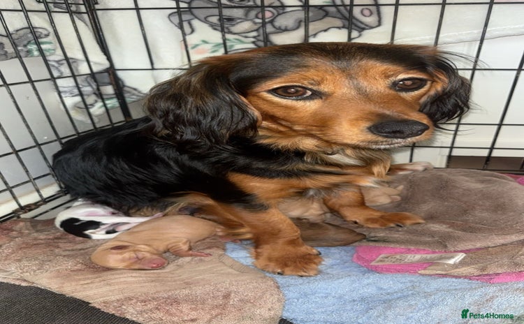 Mixed Breed dogs - Advert 10