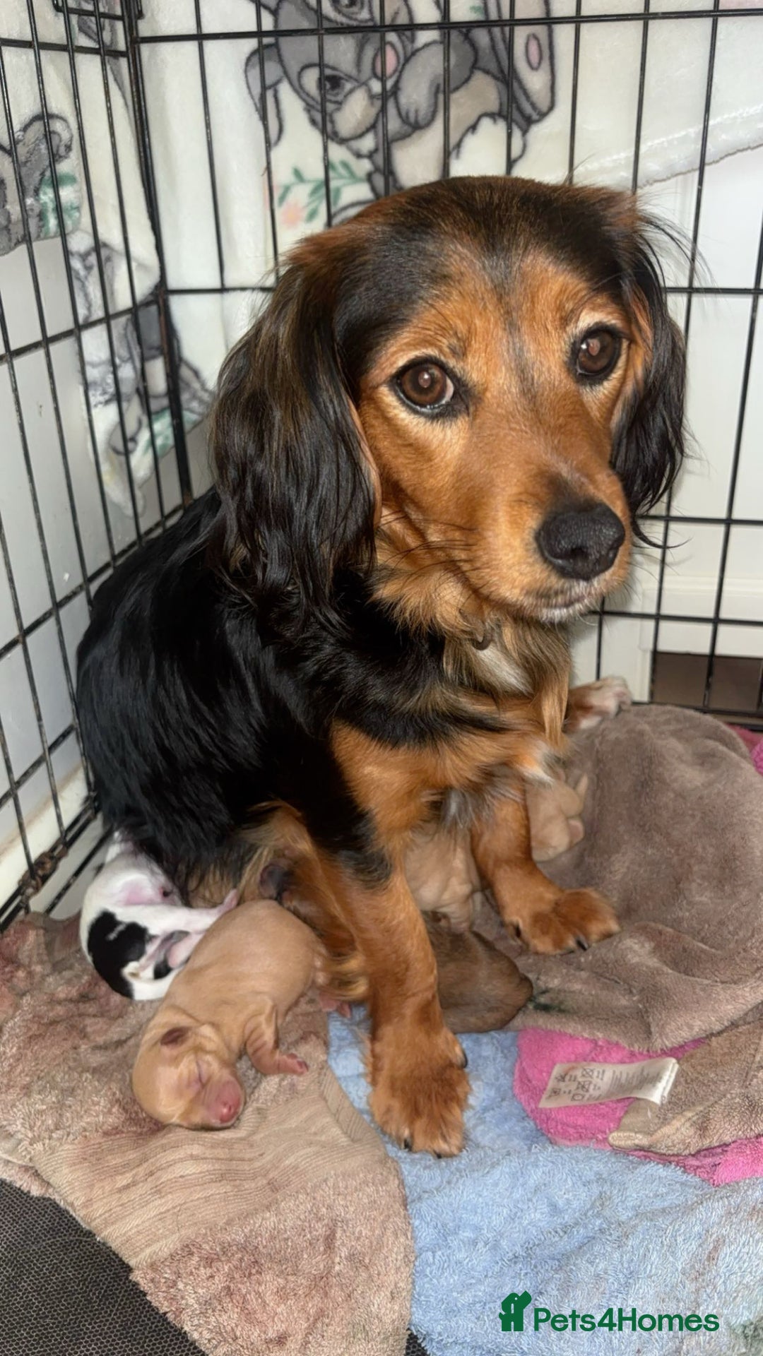 Mixed Breed dogs for sale: Cavalier King Charles x Pomeranian  - Image 1