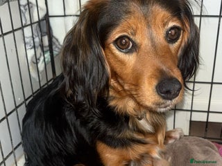 Mixed Breed dogs for sale - Advert 1