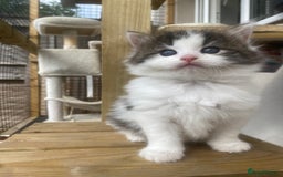 RagaMuffin cats for sale: Beautiful ragdoll x kittens 1 LEFT READY NOW - Image 3