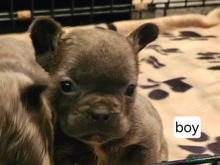 French Bulldog dogs Gorgeous French bulldog puppies - Advert 12