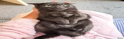 Mixed Breed cats for sale: black  - Advert 4