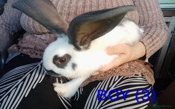 Giant Papillon rabbits for sale: Giant Papillon babies - Image 5