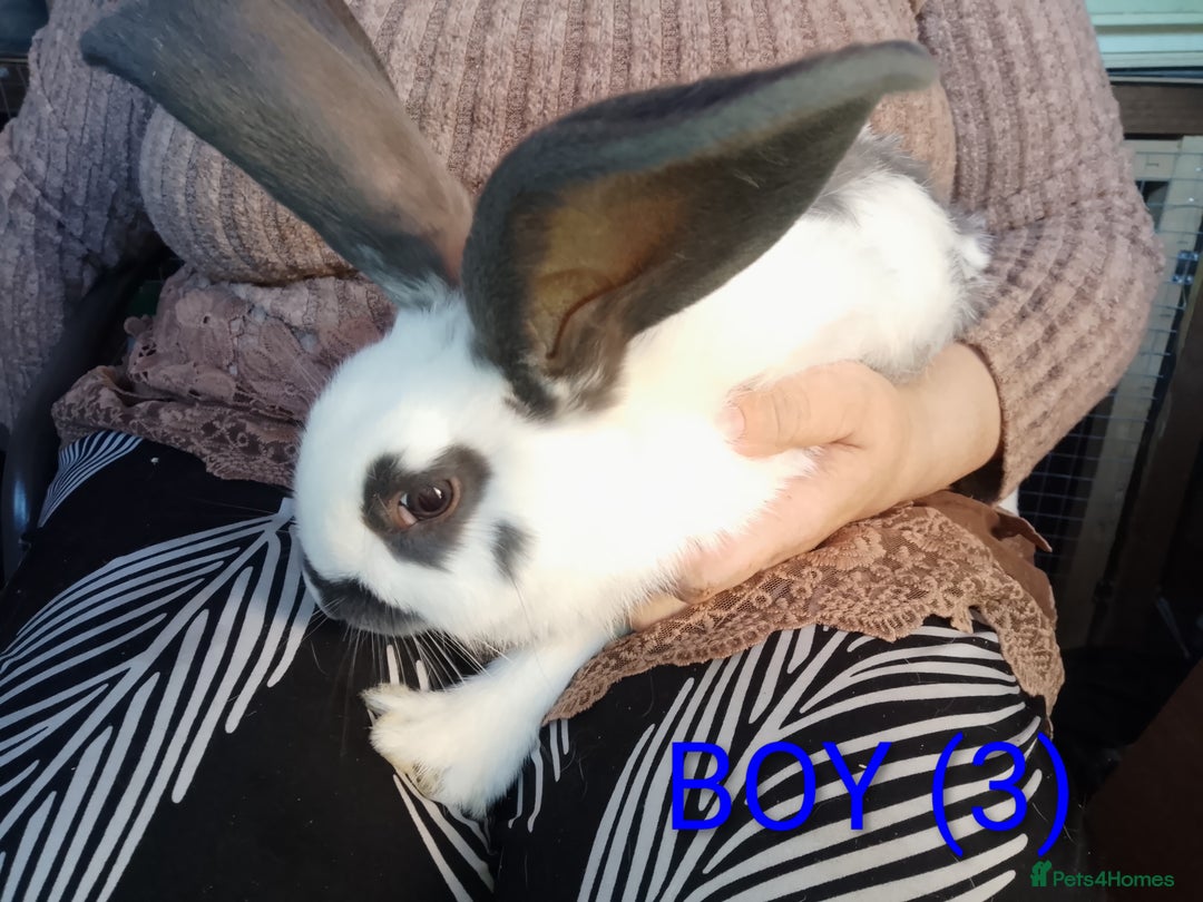 Giant Papillon rabbits for sale: Giant Papillon babies - Image 5