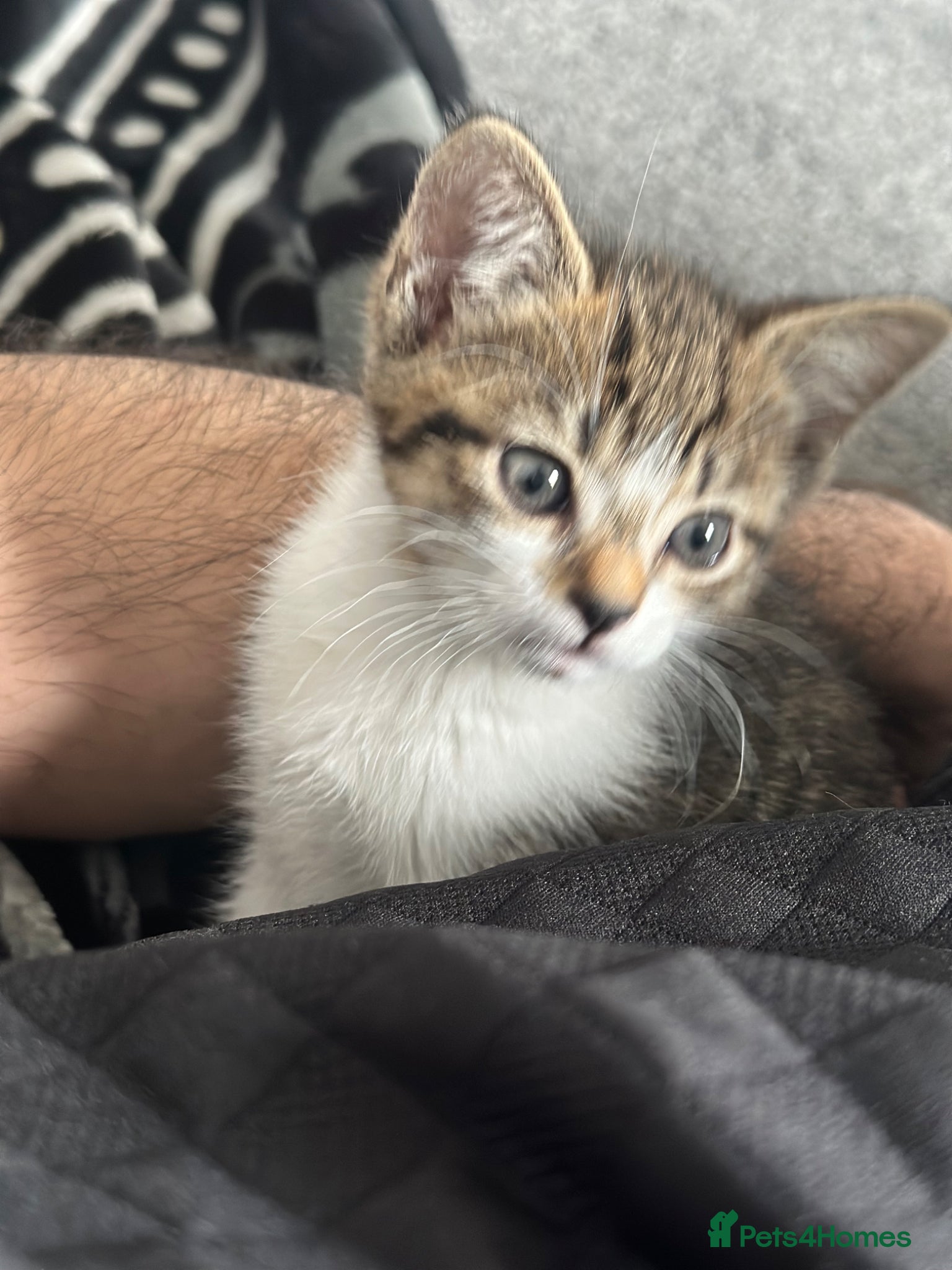 Mixed Breed cats Female - Advert 1