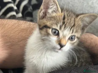 Mixed Breed cats Female - Advert 1