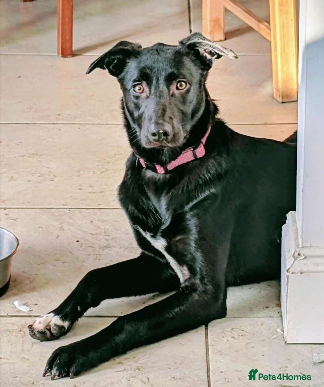 Mixed Breed dogs for adoption: 💕Lottie💕 - Advert 2