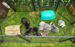 Mini Lop rabbits for sale: Fantastic mini lop babies forsale  - Image 23
