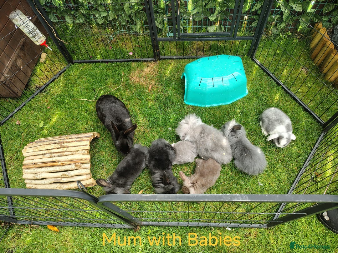 Mini Lop rabbits for sale: Fantastic mini lop babies forsale  - Image 23