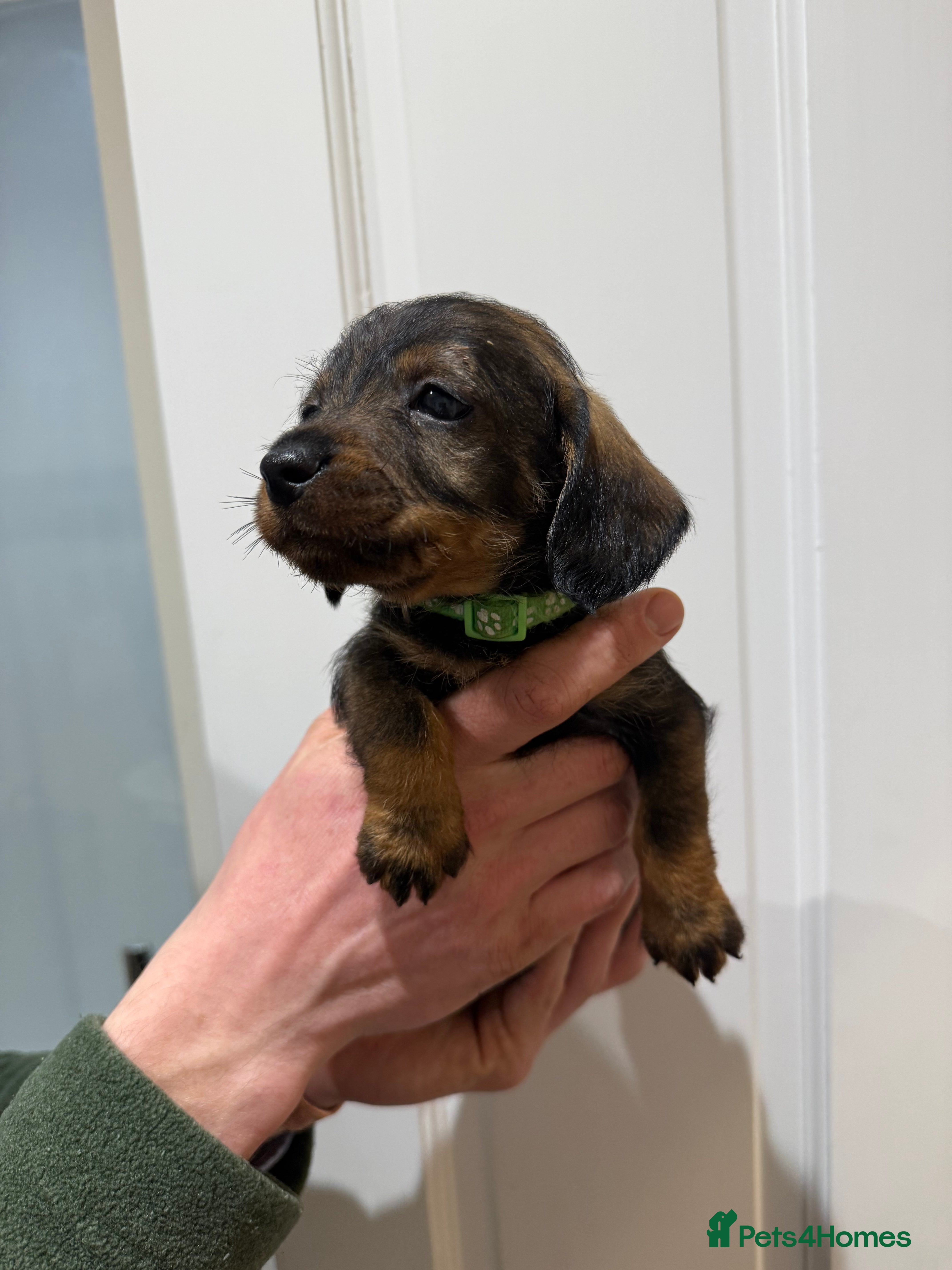 Dachshund dogs Wire haired Teckel puppies  - Advert 16