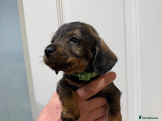 Dachshund dogs Wire haired Teckel puppies - Advert 1