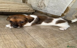 Jack Russell dogs for sale: Short legged jack Russel puppies - Image 15