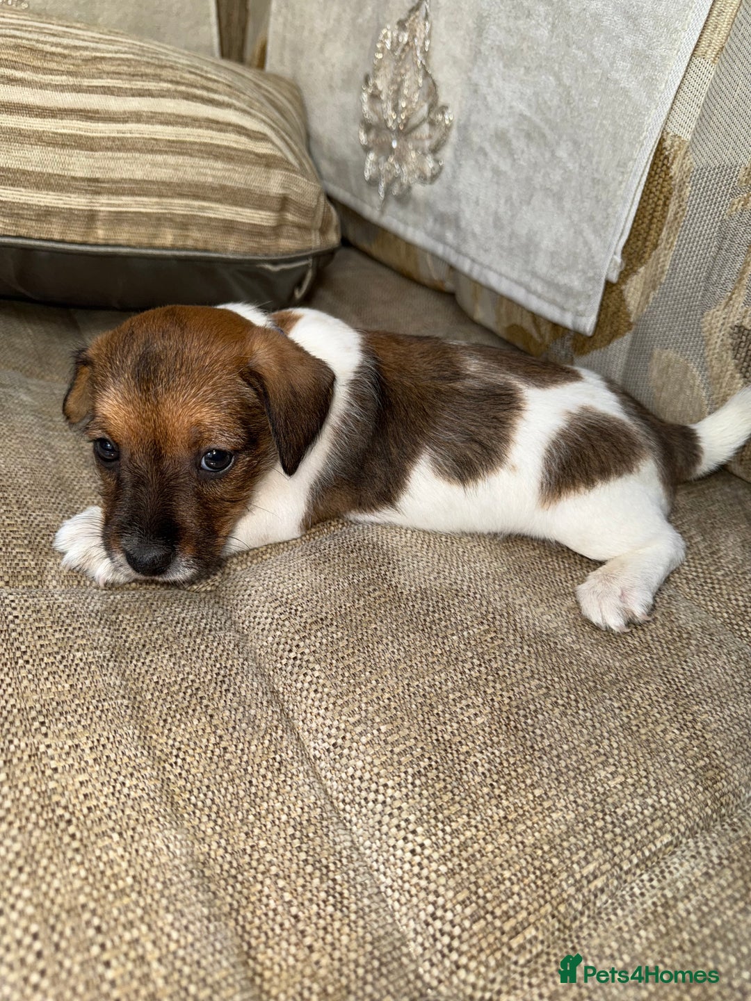 Jack Russell dogs for sale: Short legged jack Russel puppies - Image 15