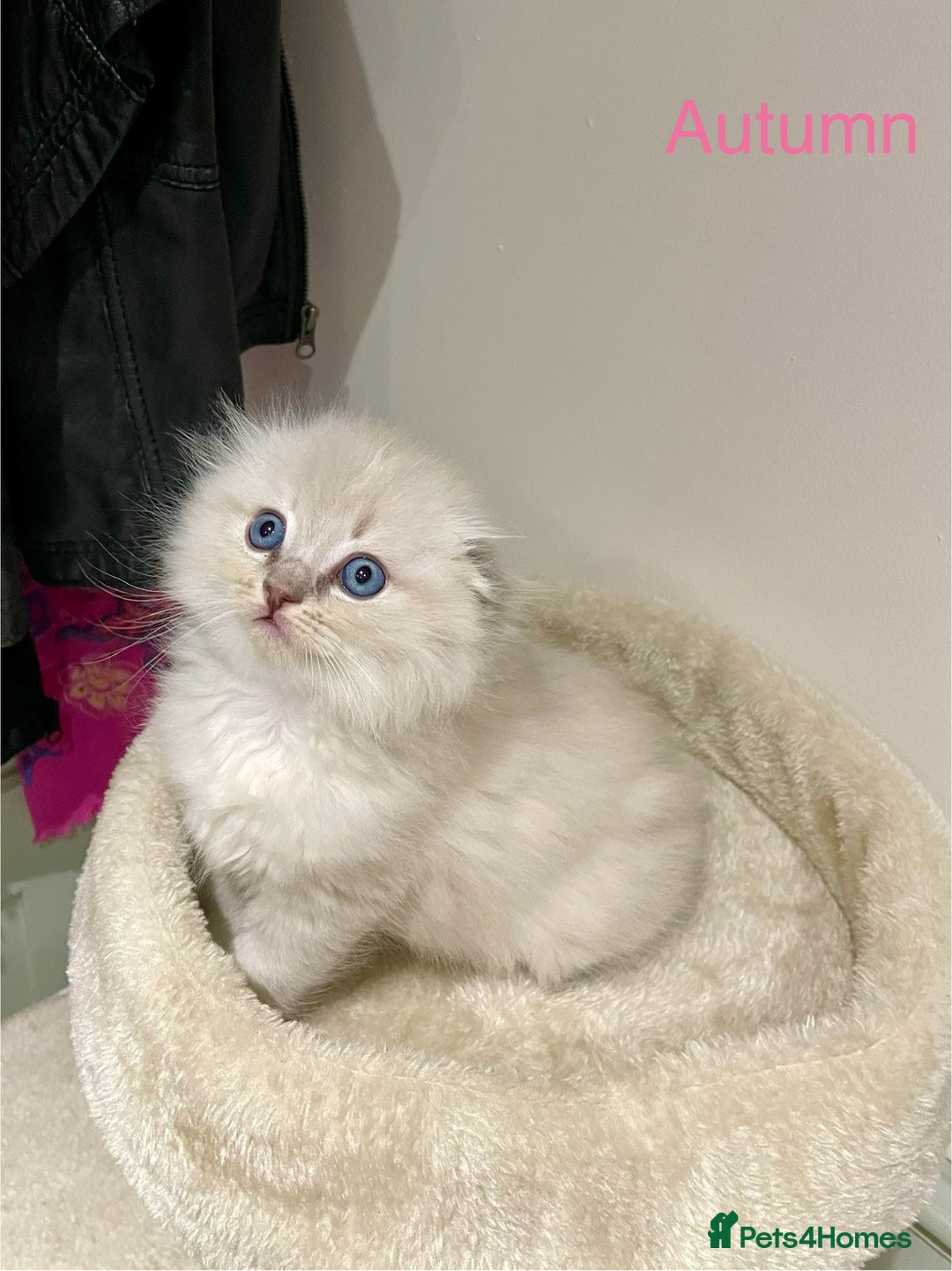 Ragdoll cats for sale: Exquisite, truly unique Ragdolls & Ragfold kittens - Advert 19