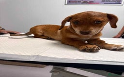 Mixed Breed dogs for adoption: Sandie - for adoption - IN FOSTER IN DONCASTER - Image 5