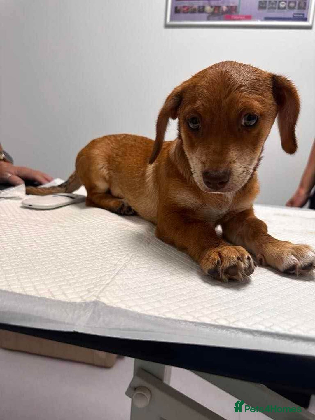 Mixed Breed dogs for adoption: Sandie - for adoption - IN FOSTER IN DONCASTER - Image 5