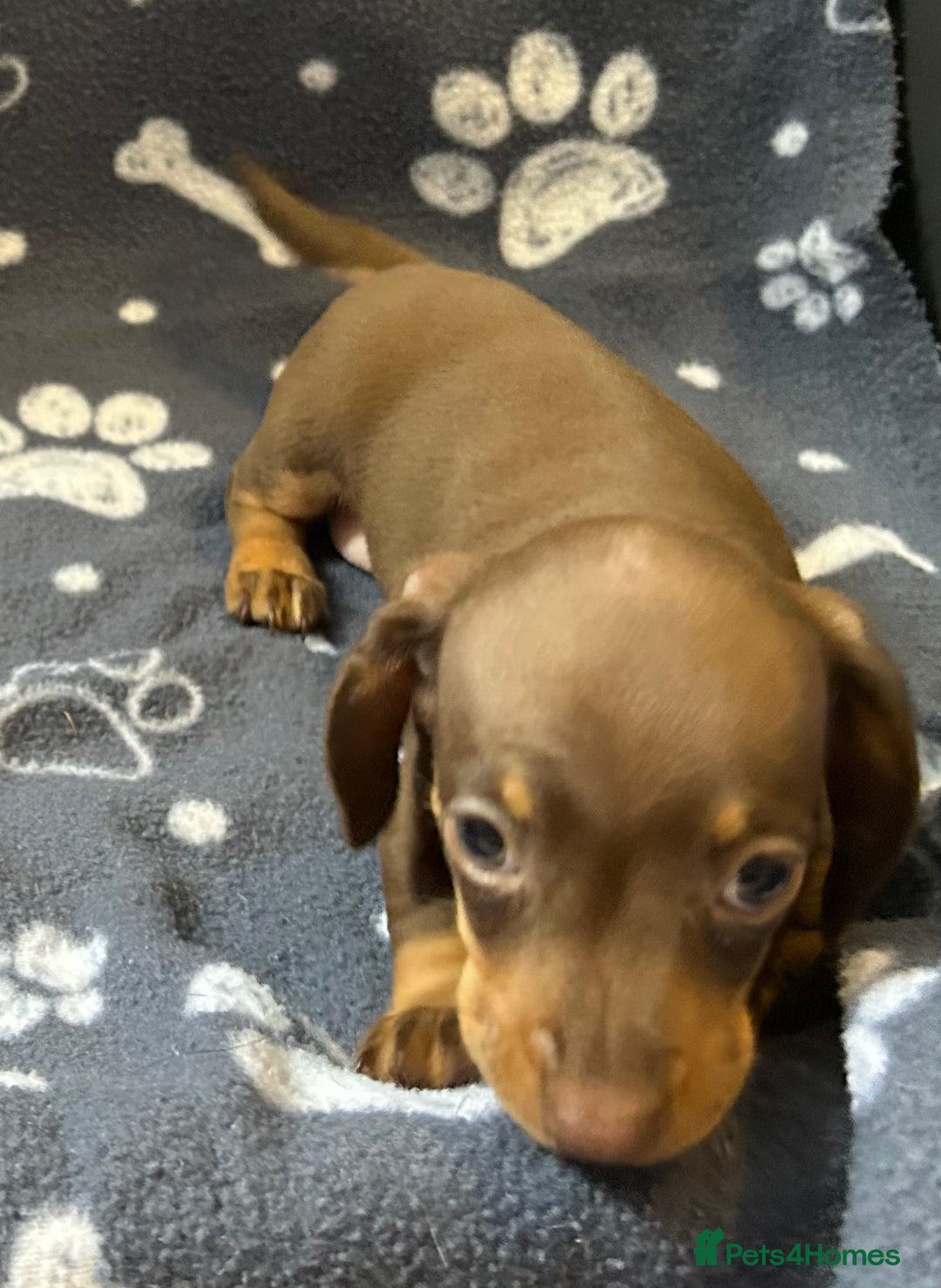Miniature Dachshund dogs for sale: Stunning Miniature Dachshund Pups - Image 24