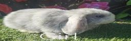 Mini Lop rabbits for sale: mini lop baby rabbits - Advert 3