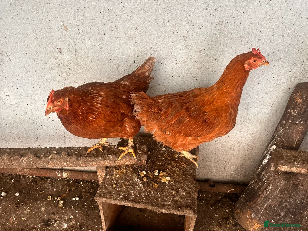 Chickens poultry for sale: 🐔 Two Healthy Hens for Sale 🐔 - Advert 5