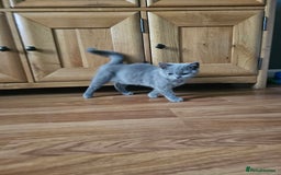 British Shorthair cats for sale: British shorthair kittens for sale.  - Image 10