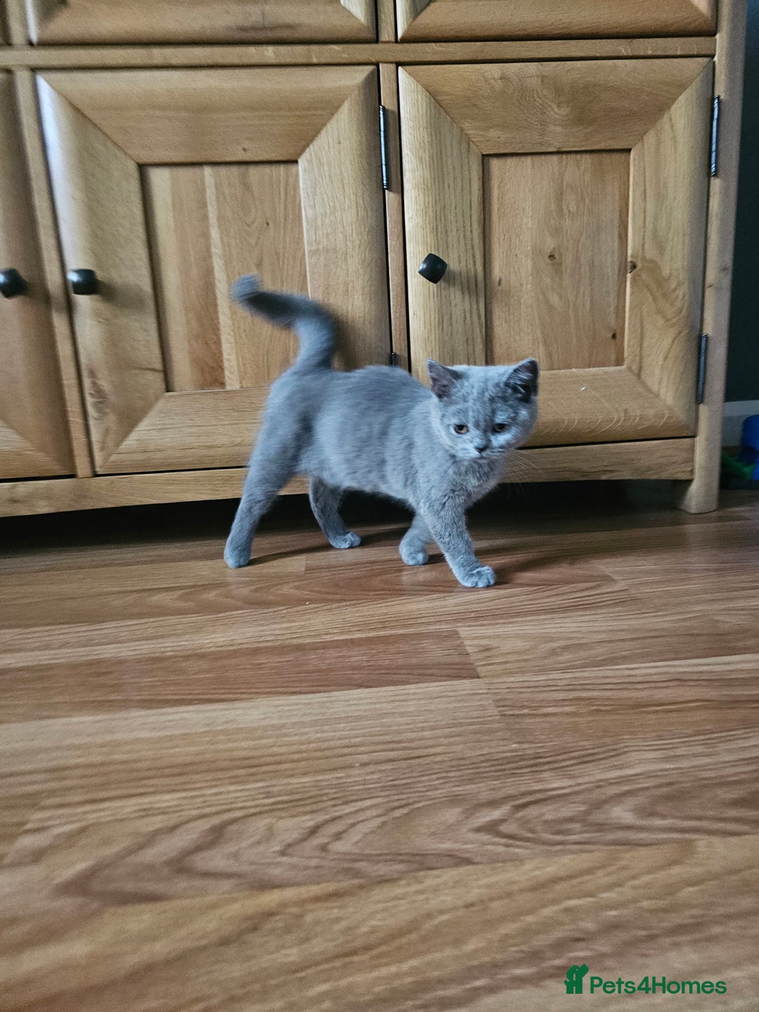 British Shorthair cats for sale: British shorthair kittens for sale.  - Image 10