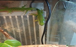 Gecko reptiles for sale: Madagascar giant day gecko juveniles - Advert 2