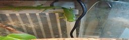 Gecko reptiles for sale: Madagascar giant day gecko juveniles - Advert 2
