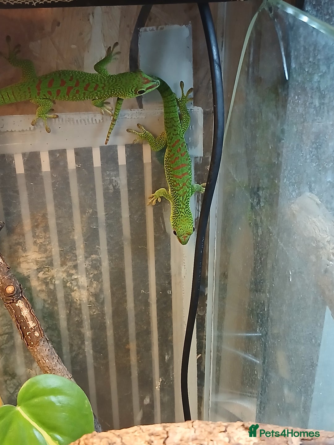 Gecko reptiles for sale: Madagascar giant day gecko juveniles - Advert 2