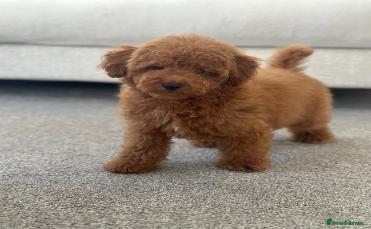 Toy Poodle dogs - Advert 16