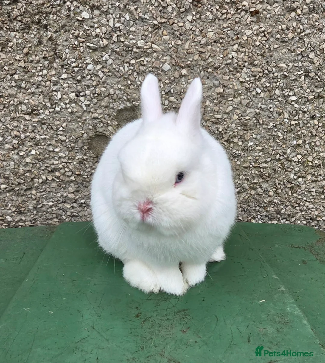 Netherland Dwarf rabbits for sale: 3 netherland dwarf bucks for sale  - Advert 7