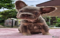 French Bulldog dogs for sale: Fluffy french bulldogs carrying Pink - Image 8
