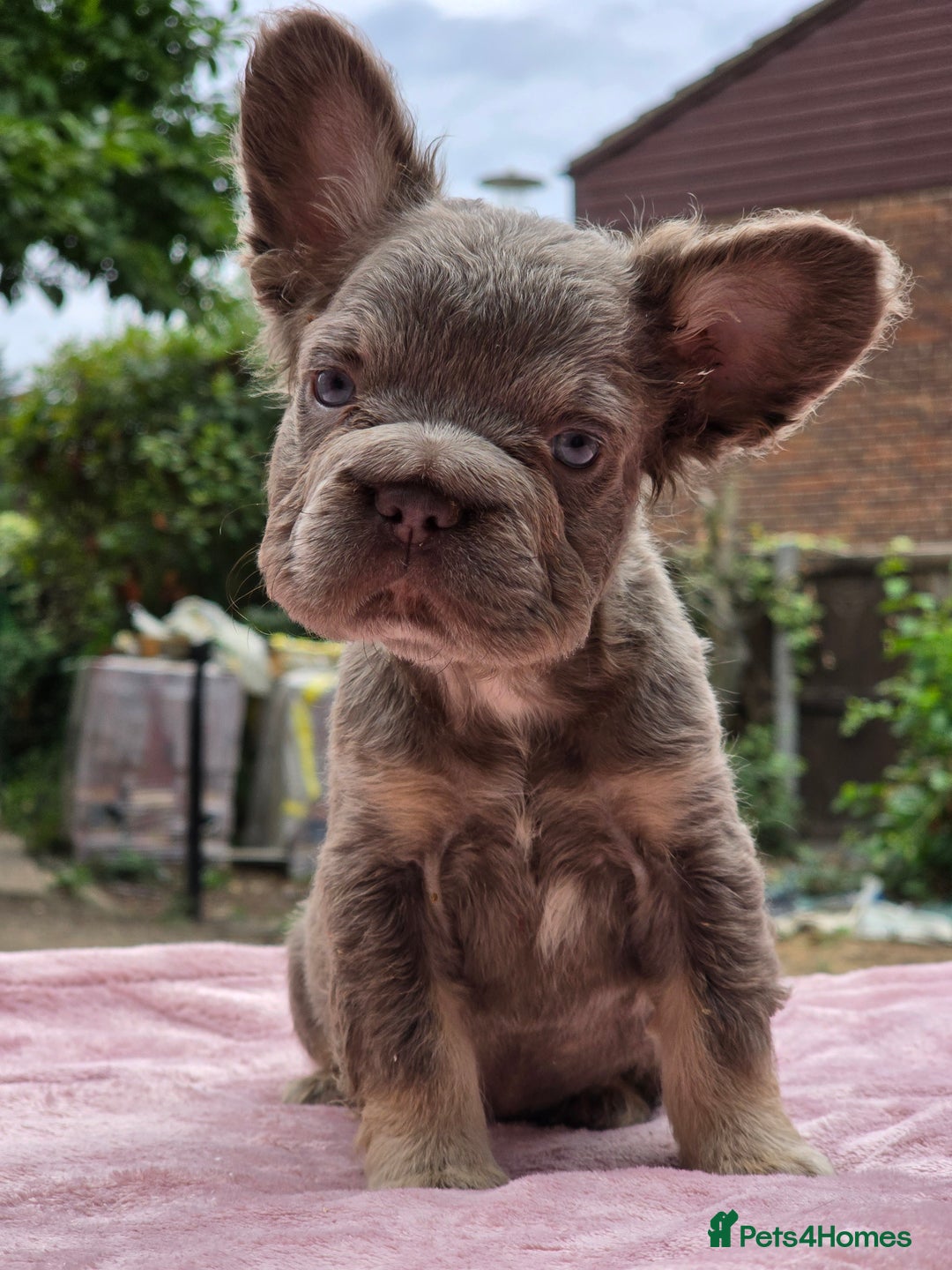 French Bulldog dogs for sale: Fluffy french bulldogs carrying Pink - Image 8
