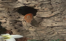 Snake reptiles for sale: Collection of snakes - Image 12