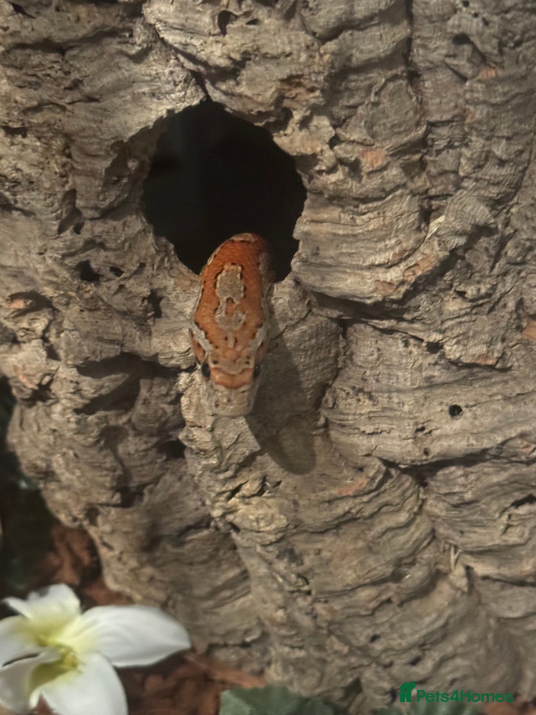 Snake reptiles for sale: Collection of snakes - Image 12