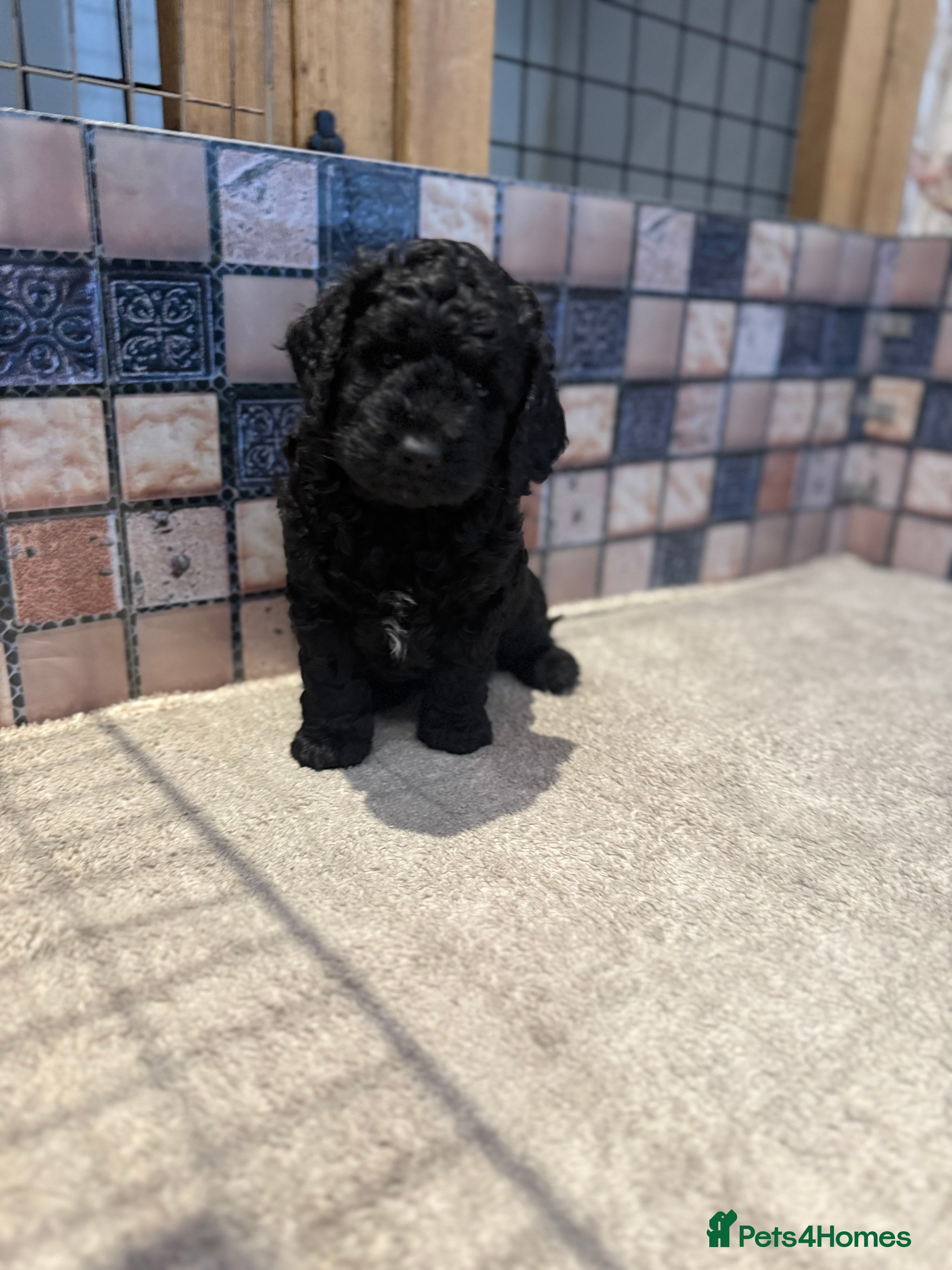 Cockapoo dogs Cockapoo puppies - Advert 1