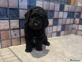 Cockapoo dogs Cockapoo puppies - Advert 1