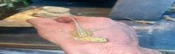 Bearded Dragon reptiles for sale: Bearded dragons  in Dover - Advert 6