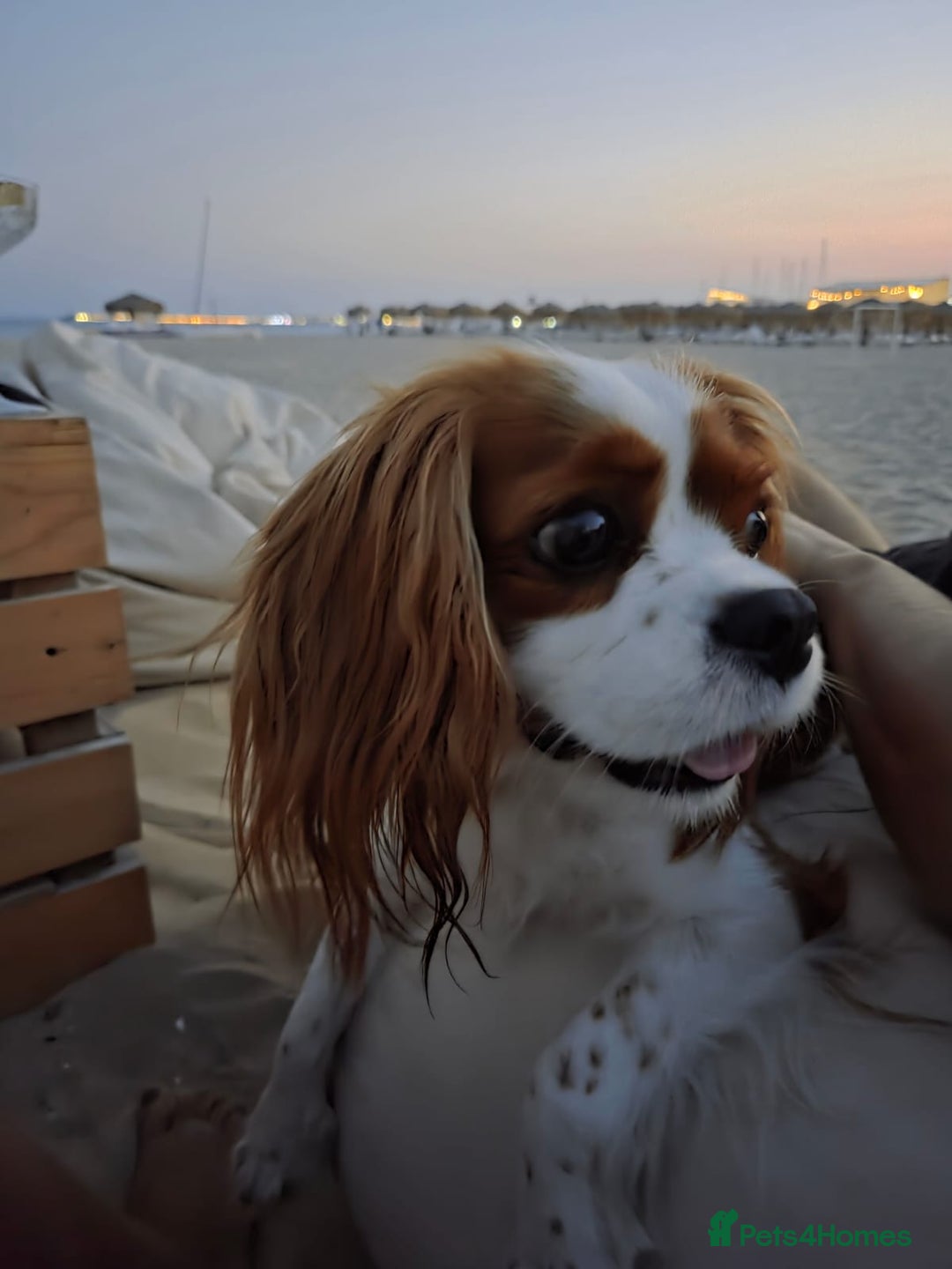 Cavalier King Charles Spaniel dogs for sale: Cavalier King Charles Spaniel 3 x puppies - Advert 2