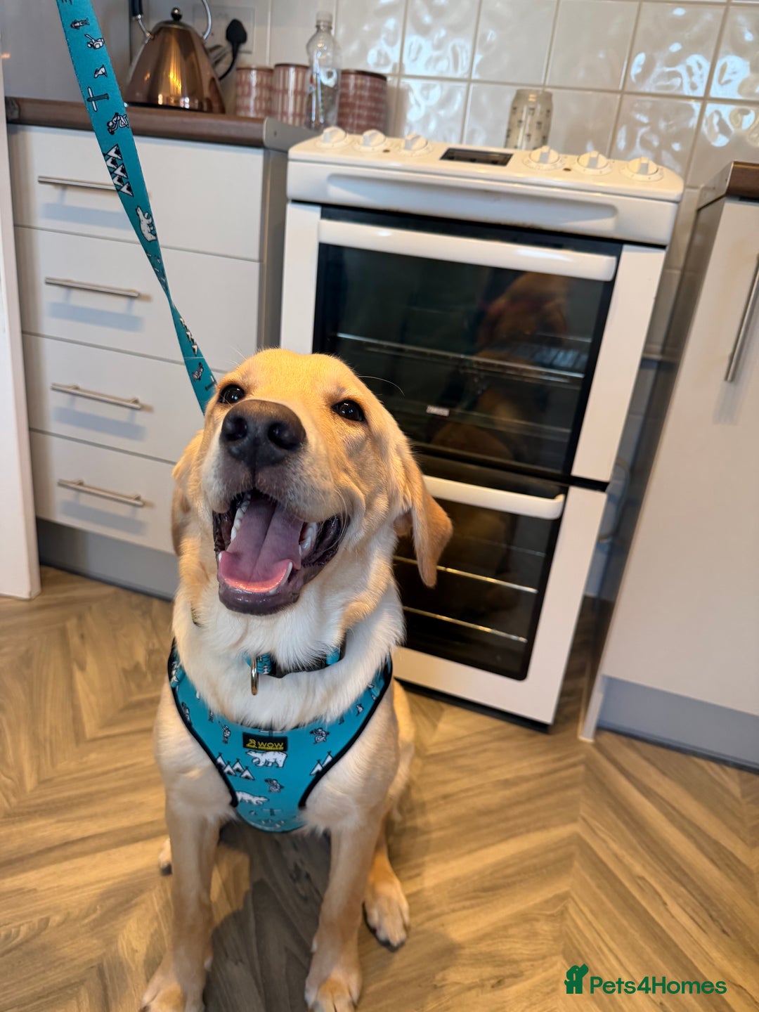 Labrador Retriever dogs for sale: Labrador Roxas  - Advert 2