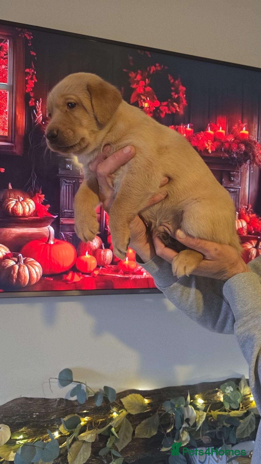 Labrador Retriever dogs for sale: Chunky labradors puppies - Image 4