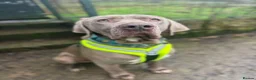 Weimaraner dogs for adoption: Meet Bruno, currently residing in Surrey - Advert 13