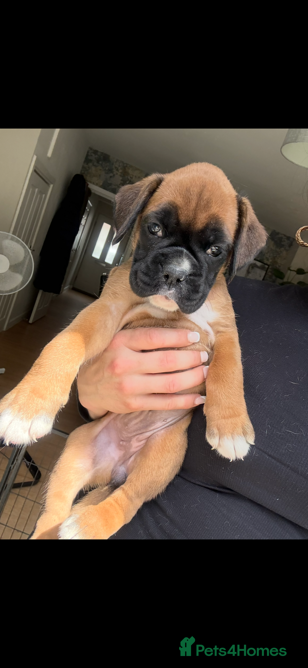 Boxer dogs for sale: KC Champion bloodline Boxer puppies  - Image 18