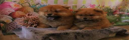 Chow Chow dogs for sale: Beautiful Chow girls available now  - Advert 6