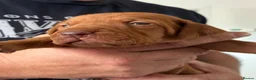 Hungarian Vizsla dogs for sale: Hungarian Vizsla Puppies - Advert 6