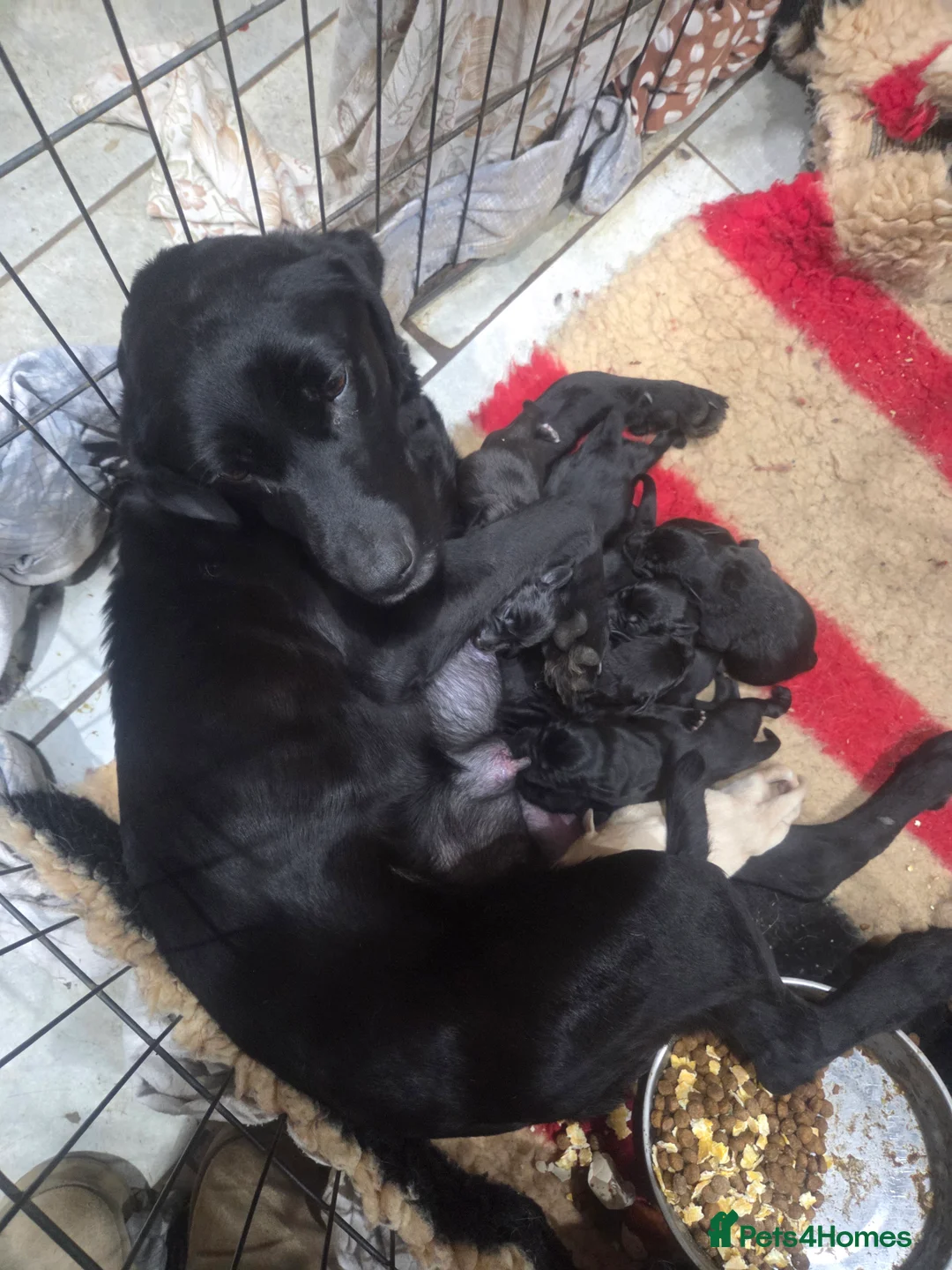 Labrador Retriever dogs for sale: Labrador puppys from working parents  - Advert 2
