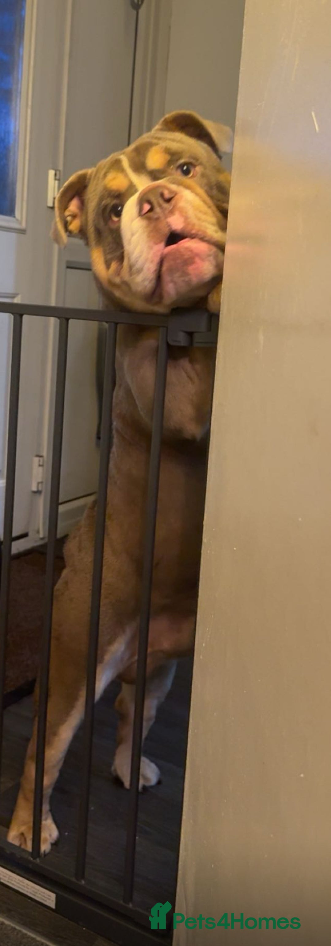 English Bulldog dogs for sale: 💙 Bruiser 💙 - Advert 5